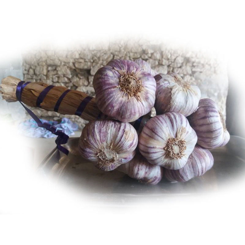 Violet Garlic of Cadours - 500g Bouquet